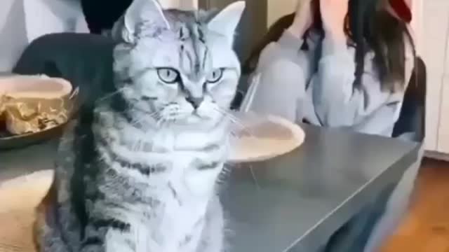 Cute cat viral