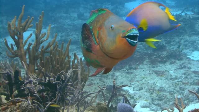 colorful fish eating from sea bed