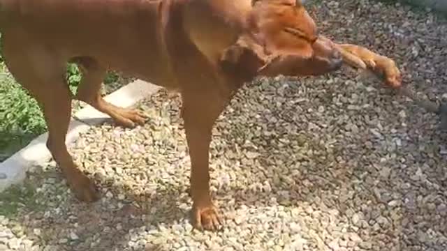 Mister Brown The Rhodesian Ridgeback; "Helping" in the yard