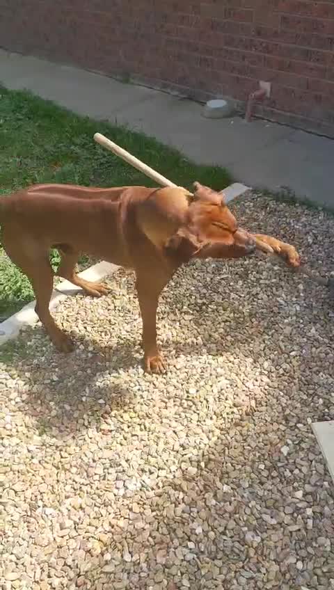 Mister Brown The Rhodesian Ridgeback; "Helping" in the yard