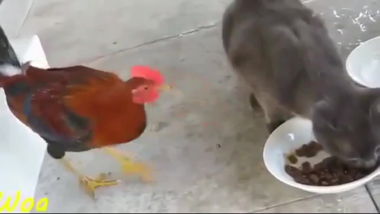 Rooster Vs Cat