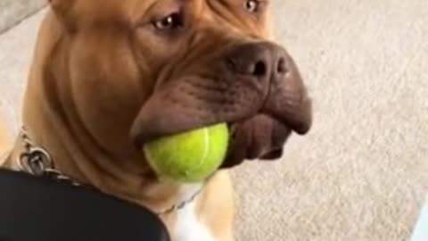 pit bull Massive holds ball in the side of his mouth