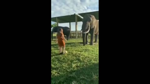 🐘Elephant play ball with cute girl/cute animal/funny animal/