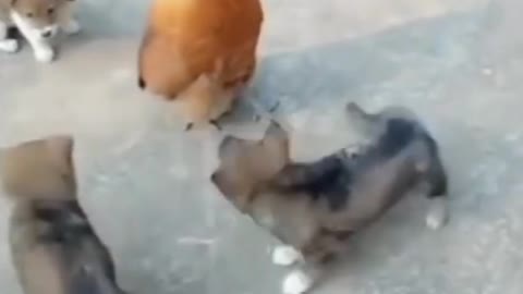 Dog vs Cock funny moments.