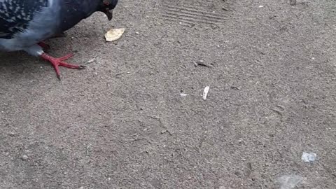 The dove eats