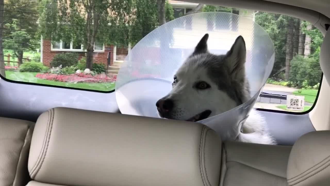 Husky Howls In Protest While Recovering From Anesthesia