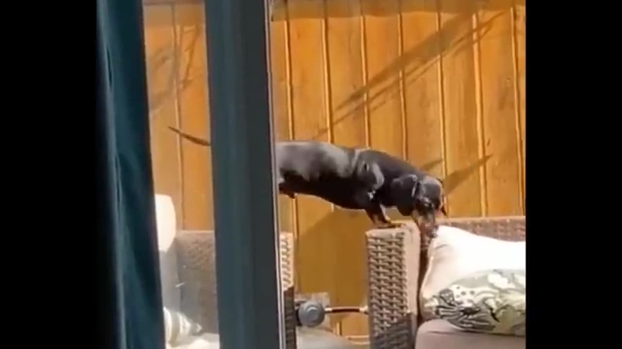 Funniest Animals 🐧 - Best Of The 2020 Funny Animal Videos 😁 - Cutest Animals Ever