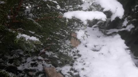 Garden in the Snow