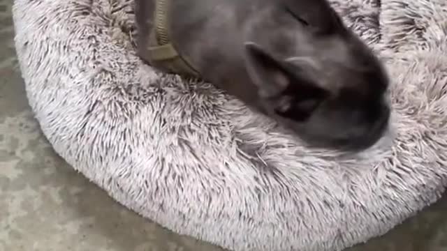 Funny Animal Videos that Make Me Burstnto Tears Laughing (CUTE) #shorts