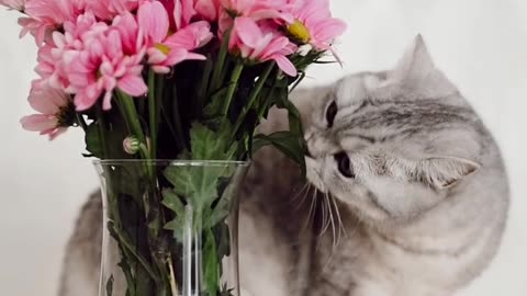 cat loves flowers