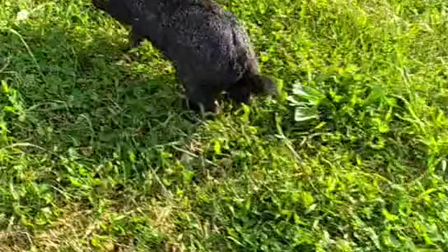 An adorable bunny walking in my garden.