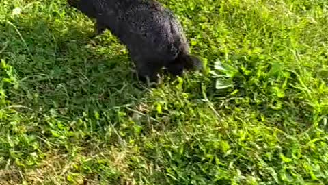 An adorable bunny walking in my garden.