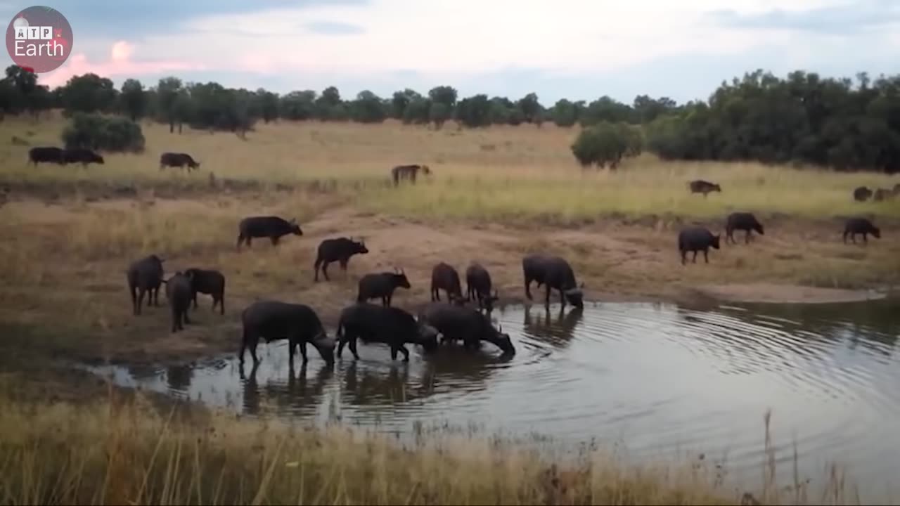 Wild buffalo 🐃 escape die when attack crocodile 🐊