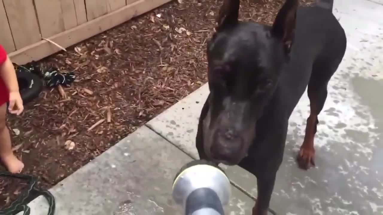 Funny babysitter Doberman dogs playing with babies