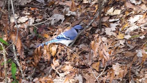 World beautiful blue jay bird