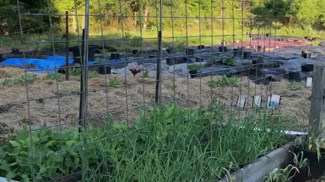 Why is gardening so difficult? Why so many weeds? Why do I have to Sweat? What’s it all about?/