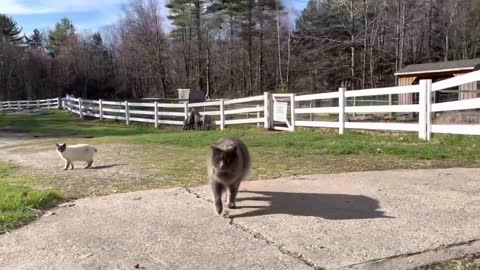 17 Very HOPPY goat kids