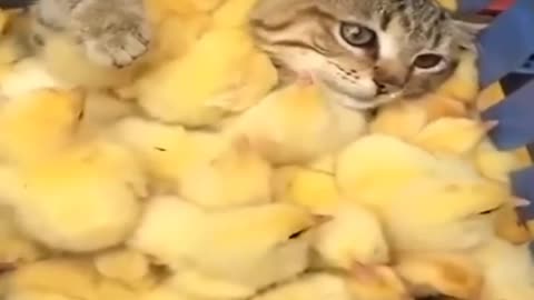 cute kitten playing with chicks