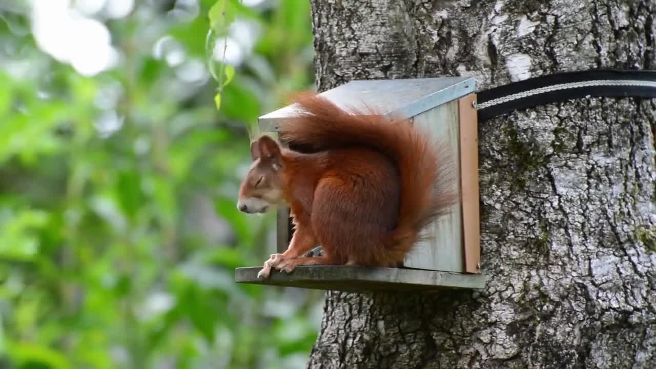 background sounds with lovely animals