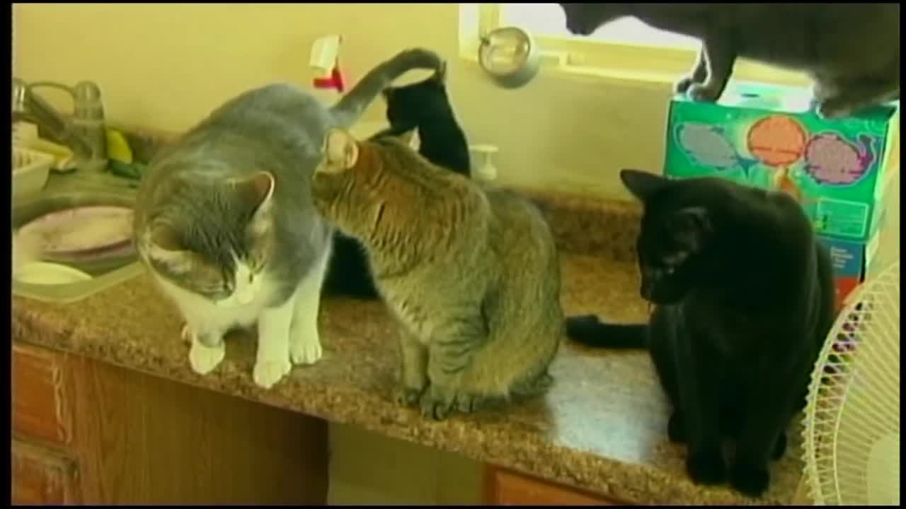 Cat Slaps Another Cat In The Face