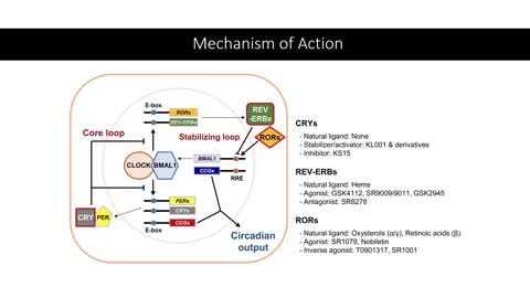 SR9009 -Research Chemical - Potential Health Benefits