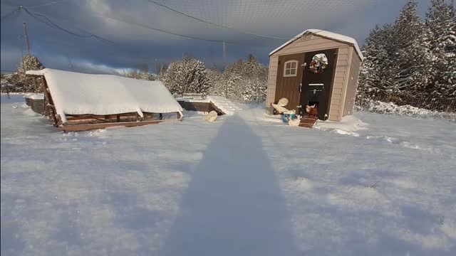 More Snow Puzzled Look On The Chickens Once Again