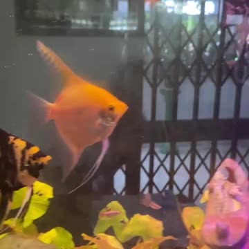 🐠💖Acarás bandeira colocam cerca de cem ovas na folha da Vesicularia montagnei “Christmas moss”