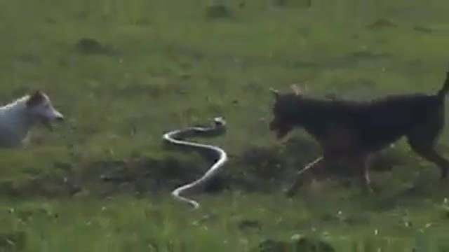 DOGS VS SNAKE