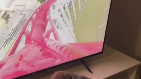 CAT raiding rollercoster