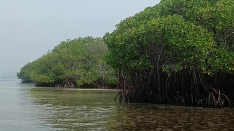 Manggrove Lembongan Island pt.2