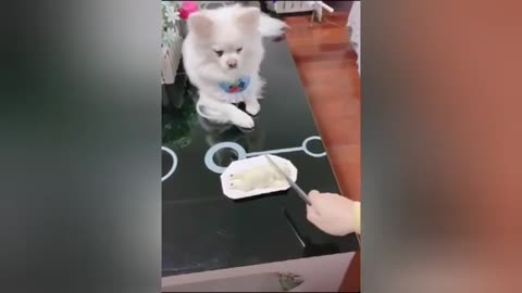 Funny Dog Cake Reaction Compilation - Dog Reaction to Cutting Cake - Top Funniest Videos