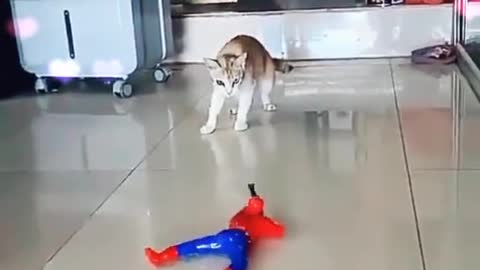 🐈