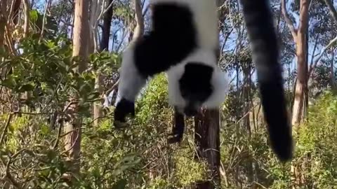 Wildlife & Funs