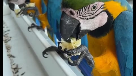 Banana para las guacamayas
