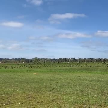 Corgi rushes after enormous flock of birds causing them to scatter