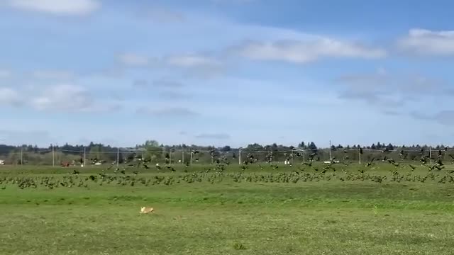 Corgi rushes after enormous flock of birds causing them to scatter