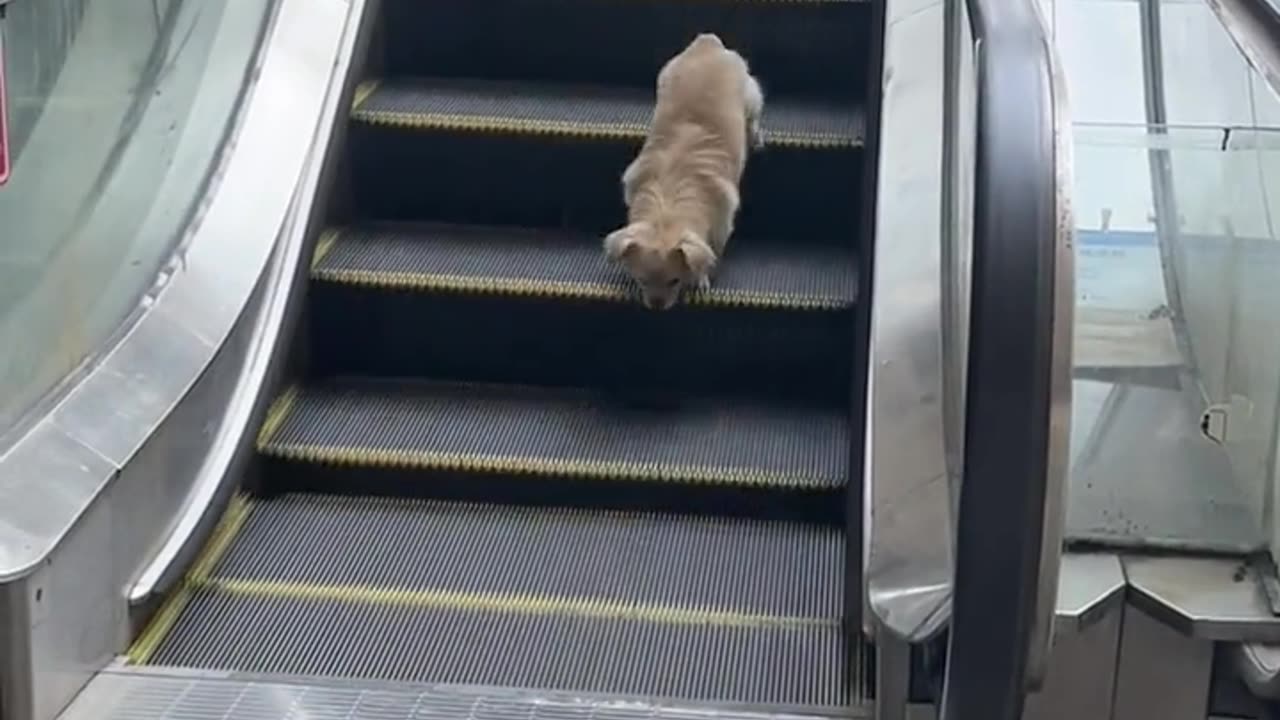 Dog: The stairs today are really long.