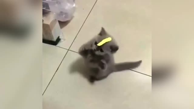 Funny Cats and Cute Kittens Playing Compilation for laugh cat funny video