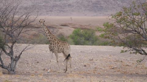 Giraffe walks from one tree to the other on a dry savanna of Orupembe in Namibia