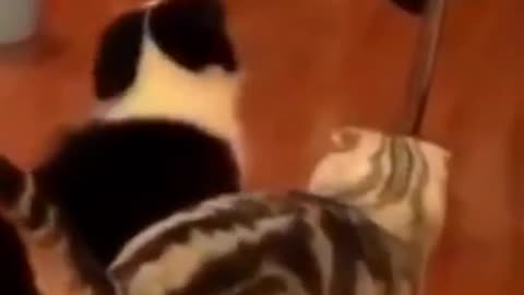 Two cats fighting video