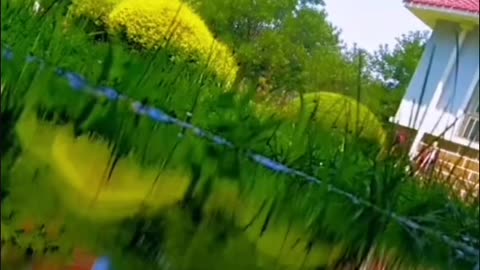 Is this the beautiful world of fish？1