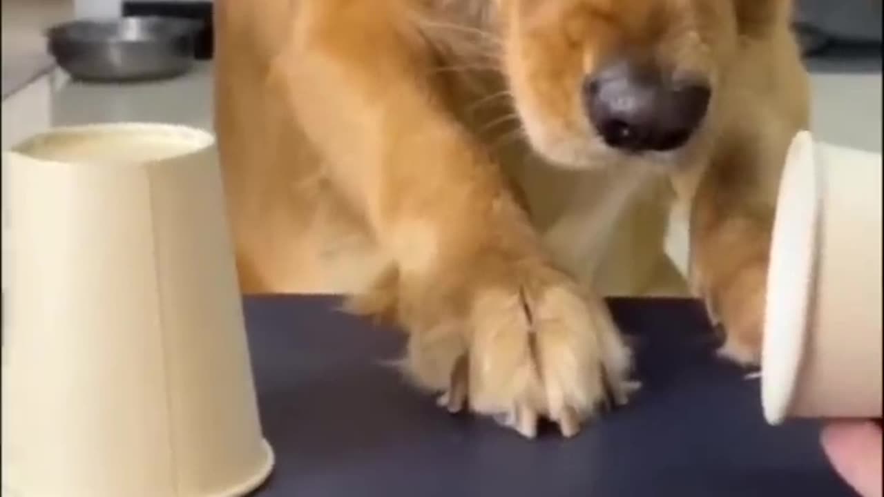 Check my Awesome Dog