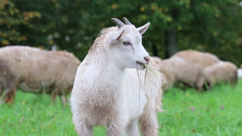 The gentle lamb in the pasture