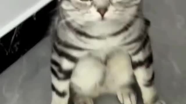 Cat Funny Video 😂😂