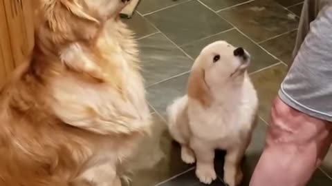 funny dog video #shorts