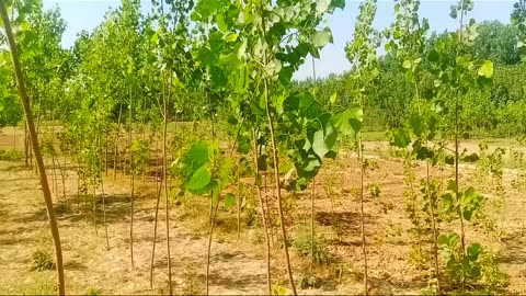 Farming of Poplar trees