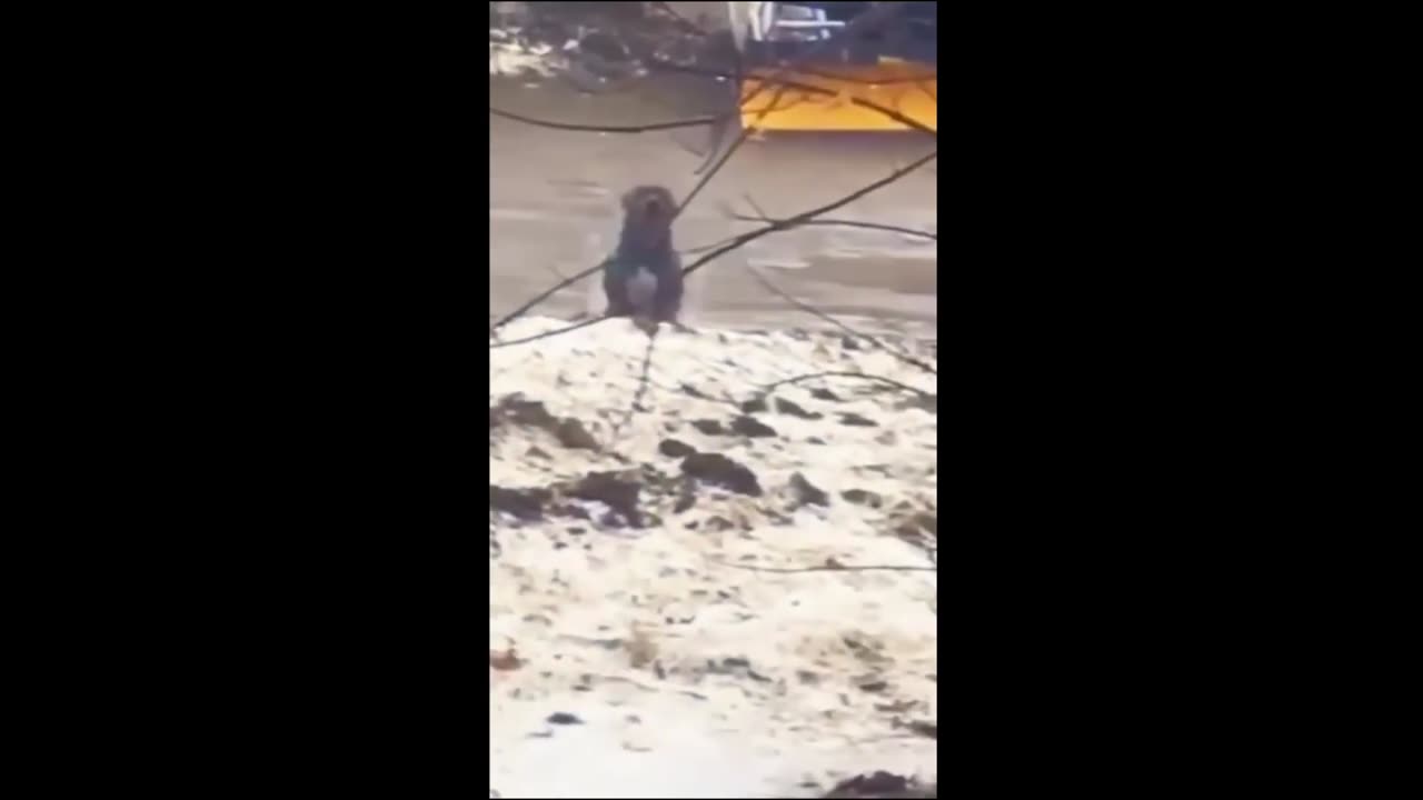 Funny animals videos 2023 - Funny cats dogs