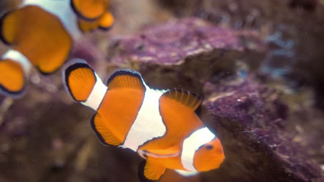 Clown Fish