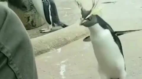 Dancing penguin