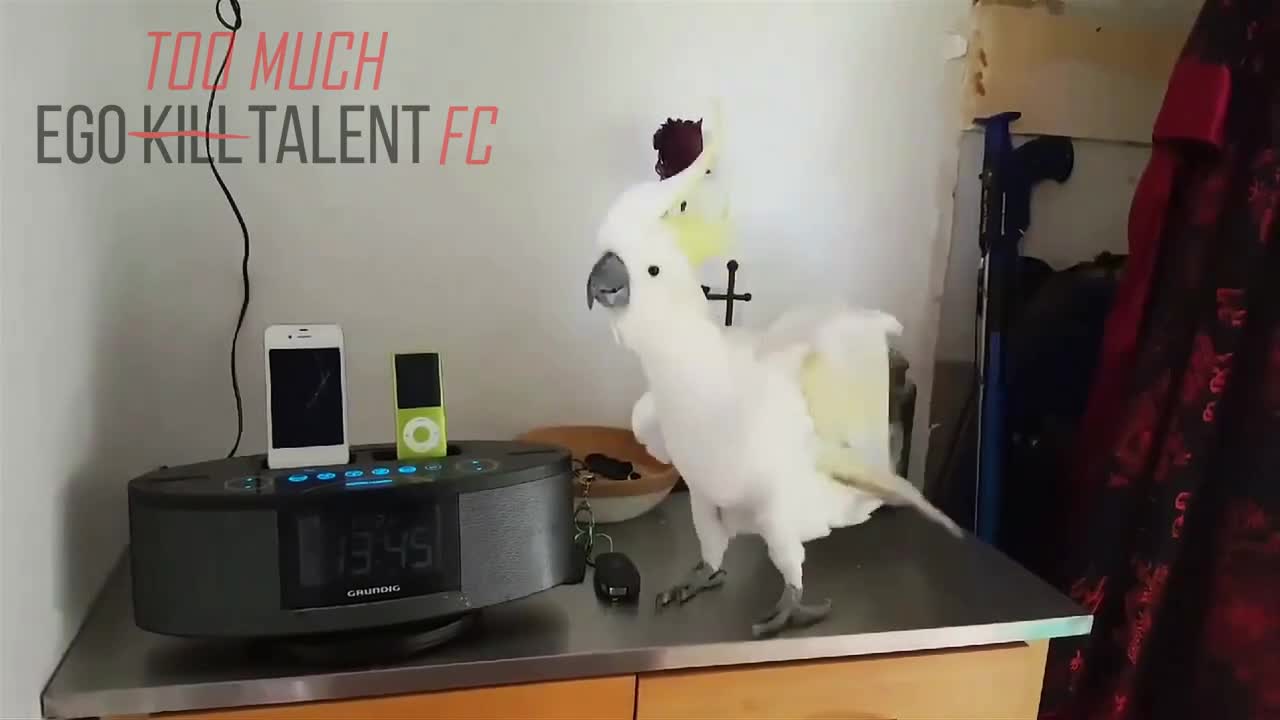 Birb dancing at Still Here by Ego Kill Talent